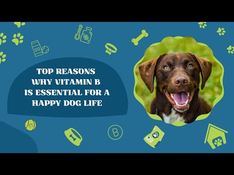 Top Reasons Why Vitamin B is Essential for a Happy Dog Life