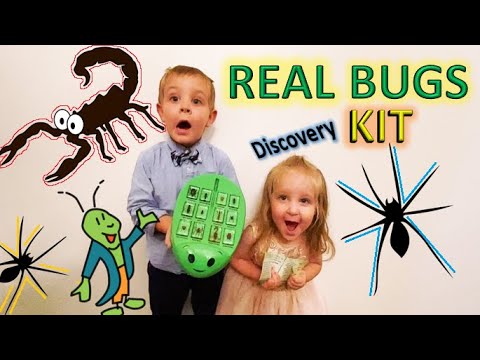 REAL BUGS Discovery Kit- SCORPION, Spiders, STINK BUG, Grasshopper & MORE!!