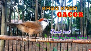 Download lagu teriakan kaso kaso gacor yang bisa menghipnotis burung anda jadi bunyi mp3 Download lagu teriakan kaso kaso gacor yang bisa menghipnotis burung anda jadi bunyi mp3