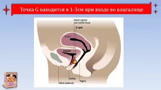 Точка Ж У Женщин Где Находится Фото