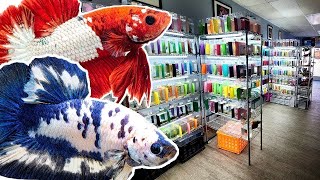 TINY fish store sells OVER 900 COLORFUL BETTA FISH