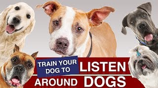 How To Train Your Puppy To Listen Around Other Dogs!