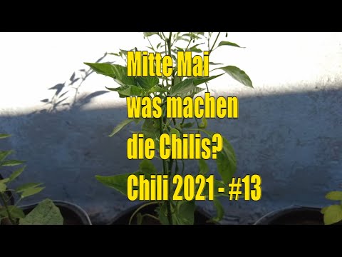 Mitte Mai - Chilis 2021 #13 // Gartenschlau.com