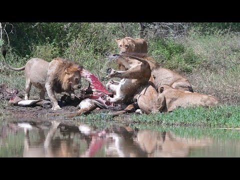 B1 Photo Safaris video.