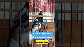 Download lagu anis kembang ngeplong santai mp3