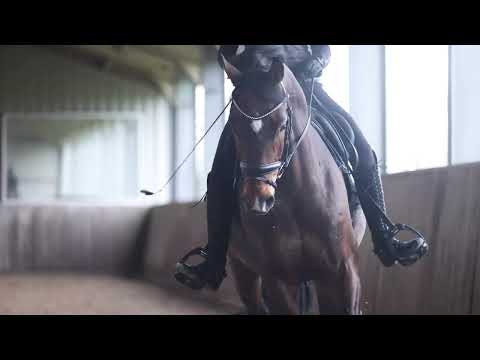 Fürstenhall DXB | Fürstenball x Sir Donnerhall