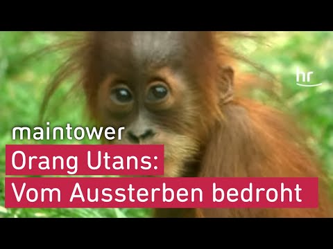 Unglaublich süß und vom Aussterben bedroht: Internationaler Tag des Orang-Utans | maintower