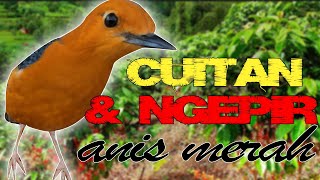 Download lagu Suara ANIS MERAH Betina Gabungan Ngecit dan NGecir Agar Burung Jadi Kenceng Birahi Njentit mp3