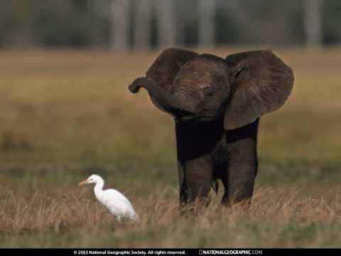 quincy jones baby elephant walk