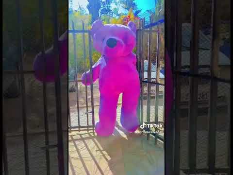 Valentine Day From Tiktok - Eritrean Music | Kmexekiye | Nahom Gebries