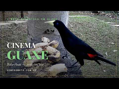 Pássaro no comedouro em close — Cinema Bate-Asas, Mata Atlântica, Santa Teresa ES