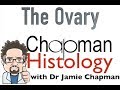 3 Min Histology - Overview of the Ovary