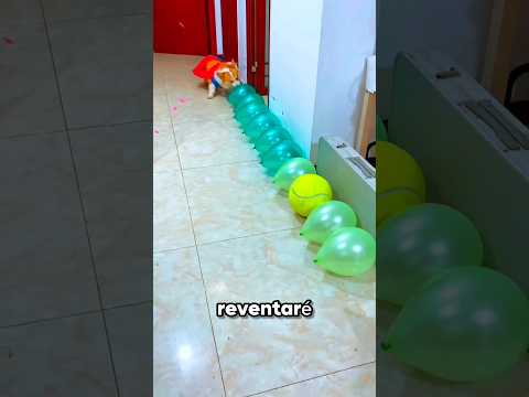 ¡Bruno intentó reventar todos los globos por chocolate… pero uno era un balón🤯 #shorts #ytshorts