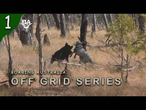 OFF GRID SERIES EP1- Pig hunting series with dogs, drones and Pulsar thermal scope