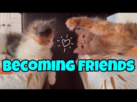 Hoobly Cats Ohio