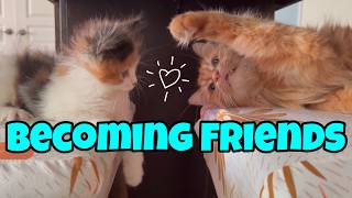 How My Cats Became Friends 🧡🤍🖤