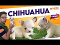 OMG! White apple head Chihuahua puppies in India | Buy top quality teacup Chihuahua