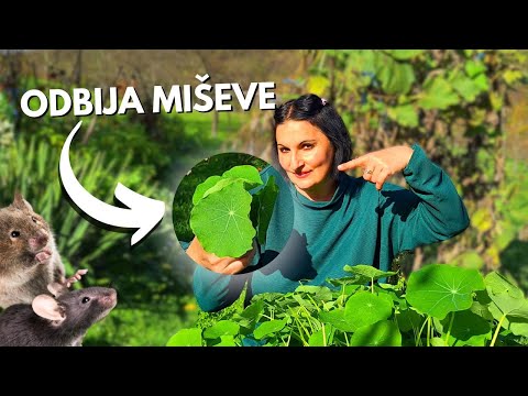 A Plant That Repels Mice From Your Garden + Vegan Recipes