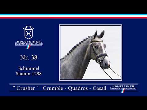 Holsteiner Körlot 2018 | Nr. 38 - CRUSHER v. Crumble - Quadros