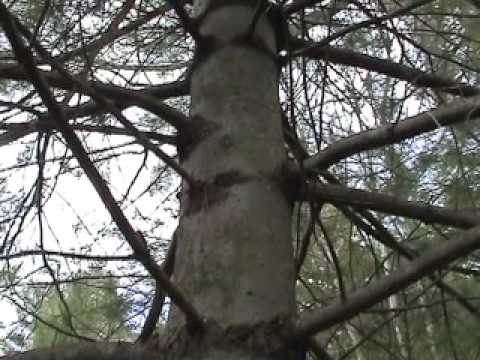 Edible Plants: White Pine - YouTube