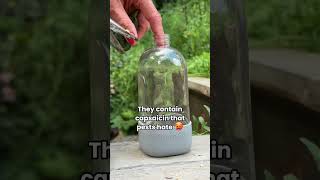 Make this hot pepper spray to repel spider mites from your garden🪳❌#garden #spidermites #pests