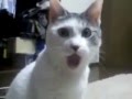 Кот с открытым ртом 