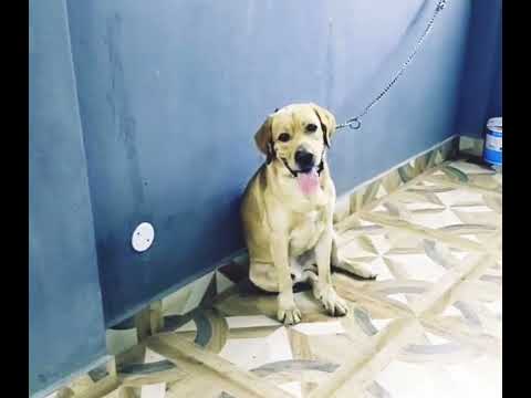 Labrador matting only