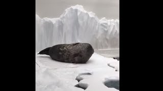 Fat Seal Rolling
