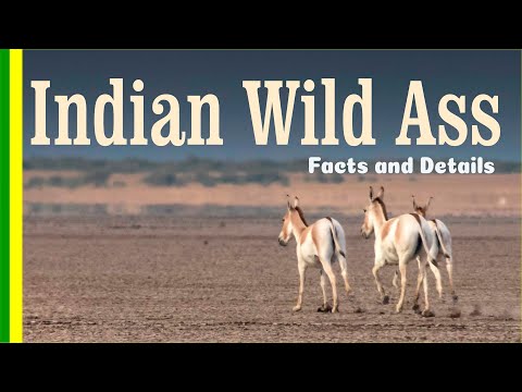 Indian Ass