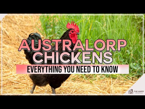 , title : 'Australorp Chickens Everything You Need To Know'
