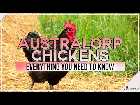 Australorp Chickens Everything You Need To Know