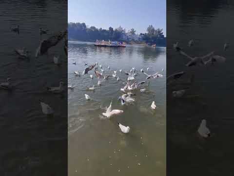 I wish to be free as the birds 🕊️....#nature #birds#narmada #river #india