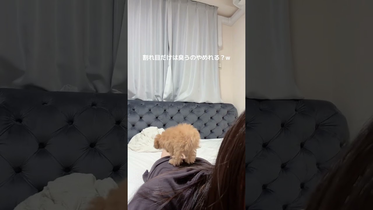 やめてｗｗｗｗｗｗｗｗｗｗｗ#shorts