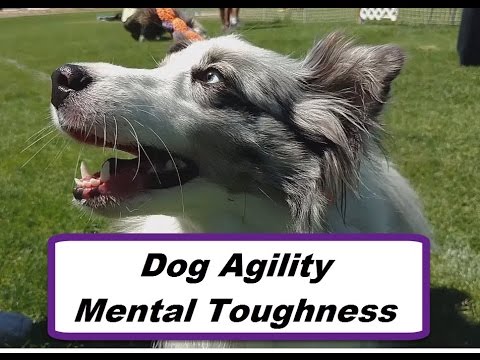 Dog Agility Competition -- Phil and Momos 5 point Mental Toughness Program