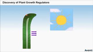 2. 11B15.3 CV1 Discovery of Plant Growth Regulators