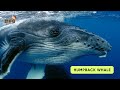 ABC Whales And Dolphin Song Sea Animals Song Learn English Alphabets And Animals For Kids Abcd