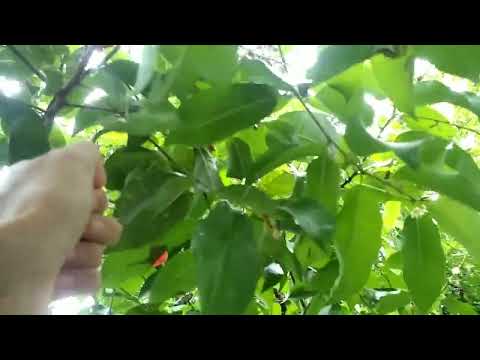 #Rainyseason & Star-flowers