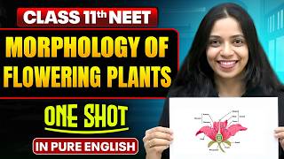MORPHOLOGY OF FLOWERING PLANTS | Class 11th ONE SHOT