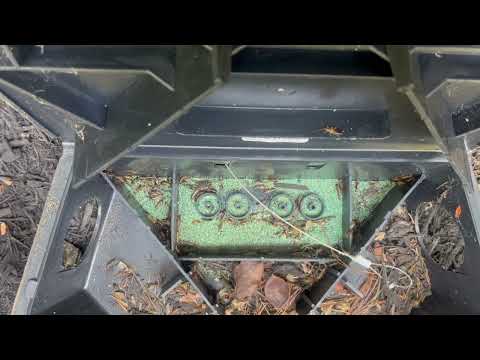 Bait Station Full of Earwigs in Robbinsville, NJ