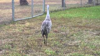 preview picture of video 'Florida Sandhill Crane Honking'