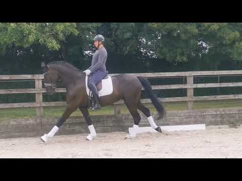 Sezuan x Dimaggio gelding