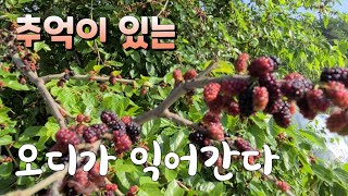 추억이 있는 뽕나무 오디가 익어가는 시골 풍경 당뇨에 효능이 ~