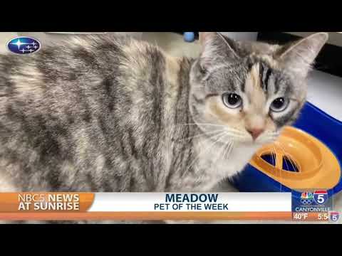 Pet Talk: Meadow - YouTube