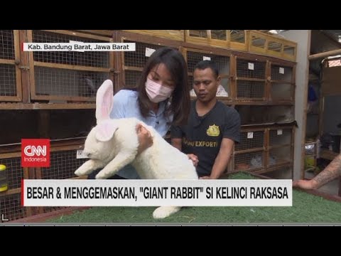 , title : 'Besar & Menggemaskan, "Giant Rabbit" Si Kelinci Raksasa'