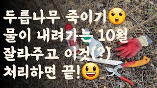 두릅나무 죽이기 