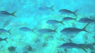 preview picture of video 'Guadalupa - Ilet Pigeon - Réserve Cousteau'