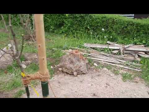 Garten Sanierung Folge 1