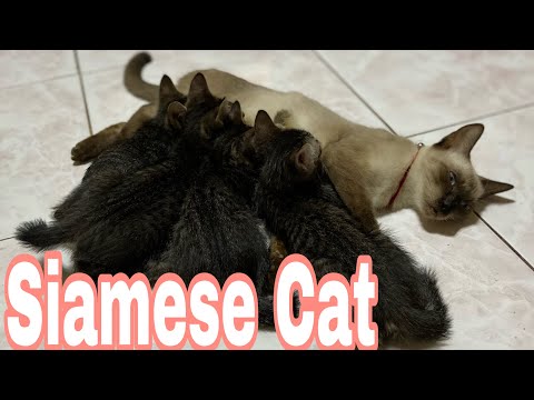 My Siamese cat giving birth