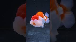 Download lagu beautiful goldfish,koki imut dan elegan#shortvideo#rancu #goldfish #pecintaikanhias#ikanhiaskoki mp3 Download lagu beautiful goldfish,koki imut dan elegan#shortvideo#rancu #goldfish #pecintaikanhias#ikanhiaskoki mp3