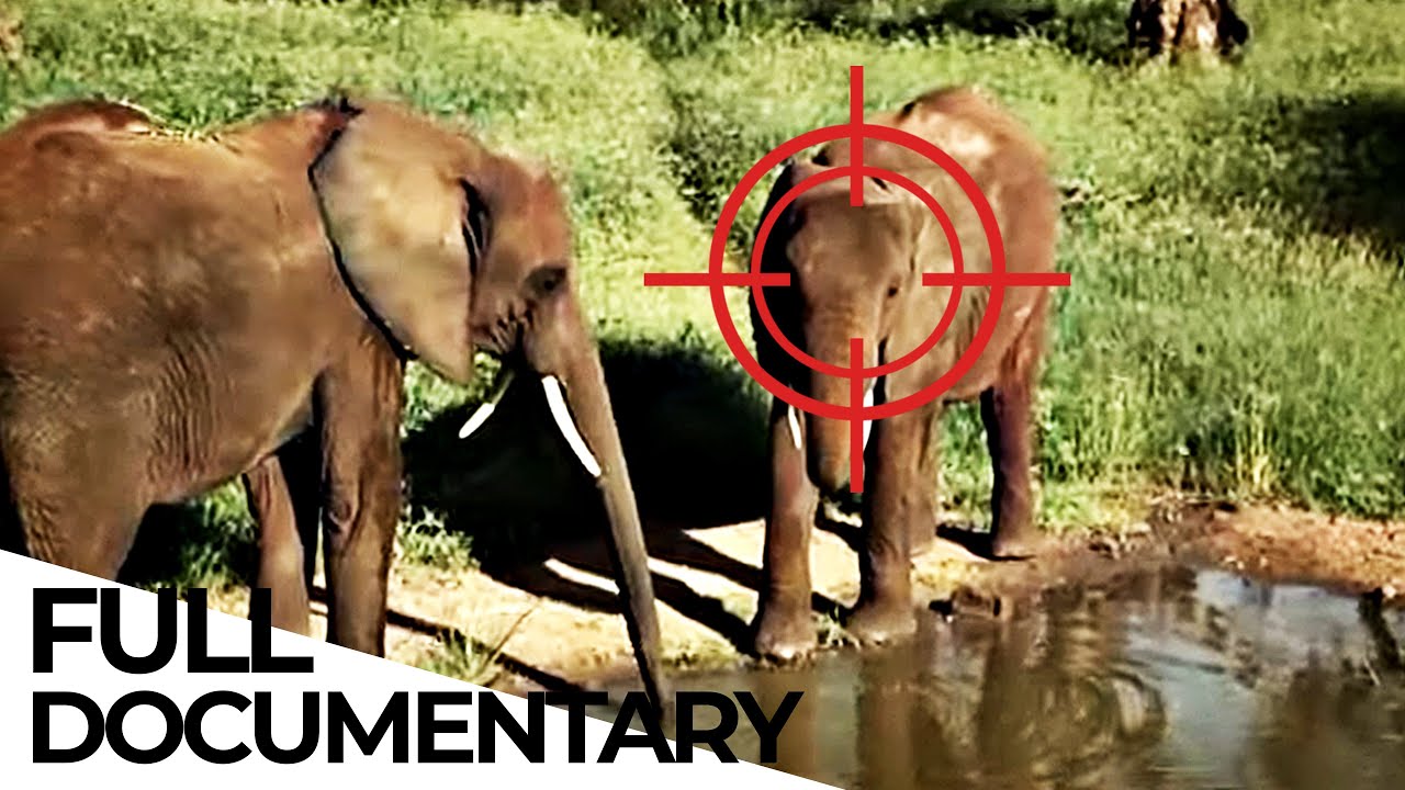 How Poaching and Wildlife Trafficking Works | Wildlife Trade Explained How Poaching and Wildlife Trafficking Works | Wildlife Trade Explained